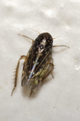 Xestocephalus