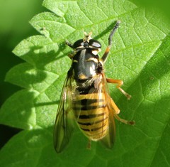Temnostoma vespiforme
