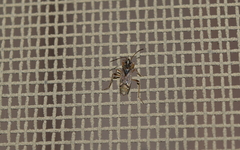 Ligyrocoris litigiosus