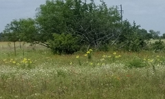 Oenothera rhombipetala