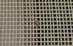 Megophthalminae