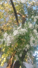 Robinia pseudoacacia