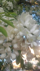 Robinia pseudoacacia