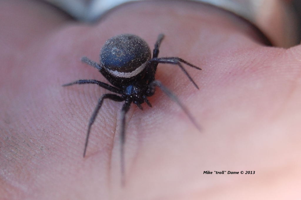 Steatoda hespera (Checklist of Spiders of San Diego County) · iNaturalist