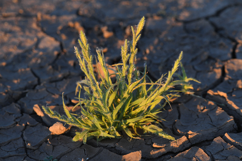 hairy orcutt grass (Orcuttia pilosa)