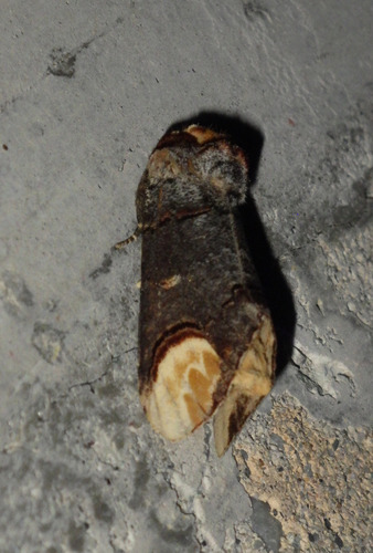 Phalera bucephala bucephala