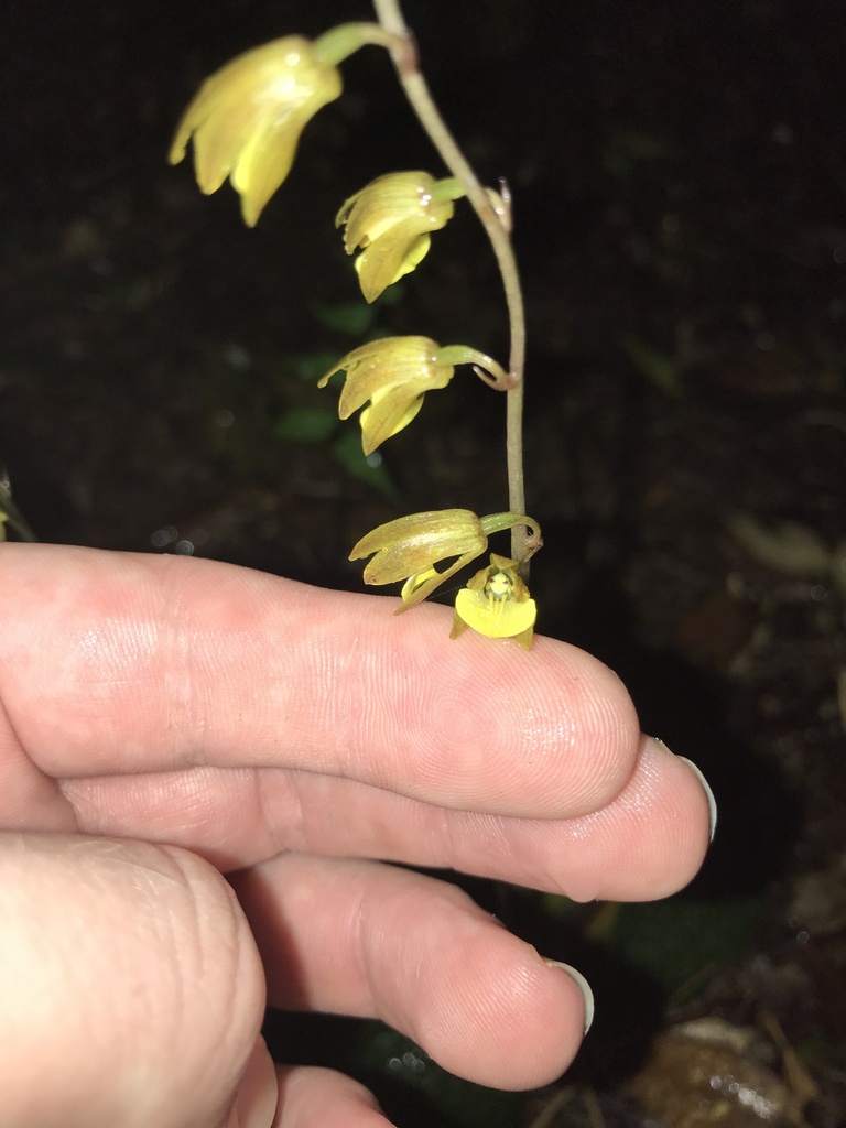 Tainia laxiflora