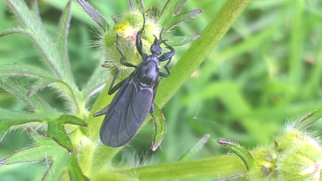 Bibio leucopterus