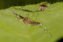 Aedes canadensis