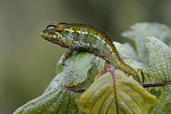 Coarse Chameleon photo 4