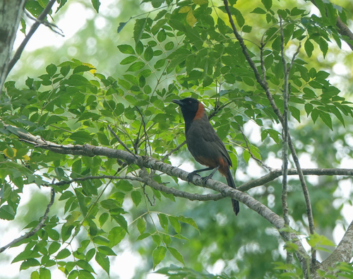 Rufous-necked Laughingthrush (Pterorhinus ruficollis), photo 9