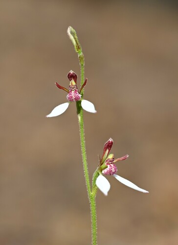Scarp bunny orchid (Eriochilus glareosus)