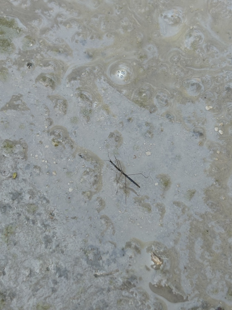 Hydrometra in June 2024 by Colin Krug · iNaturalist