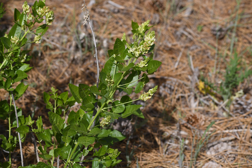 Hall's rupertia (Rupertia hallii)