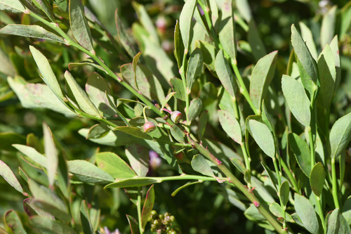 Sierra Huckleberry (Vaccinium shastense)