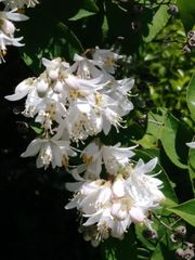 Deutzia