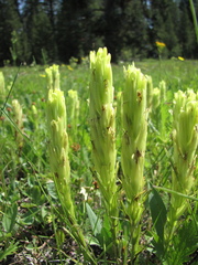 Castilleja cusickii