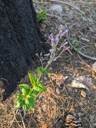 closed-throated beardtongue (Penstemon personatus)