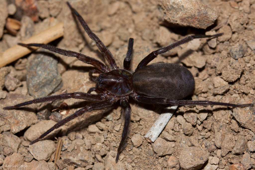 Anachemmis linsdalei