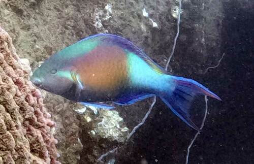 Yellow-tail parrotfish (Scarus hypselopterus) — Scaridae