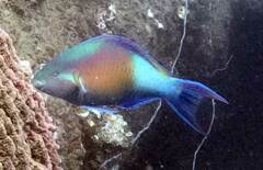 East-Indies Parrotfish photo 5