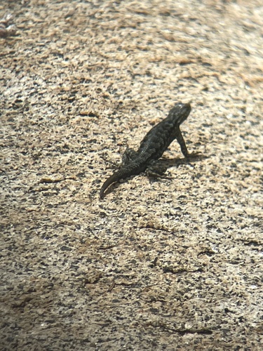 iNaturalist observation photo of Western Fence Lizard