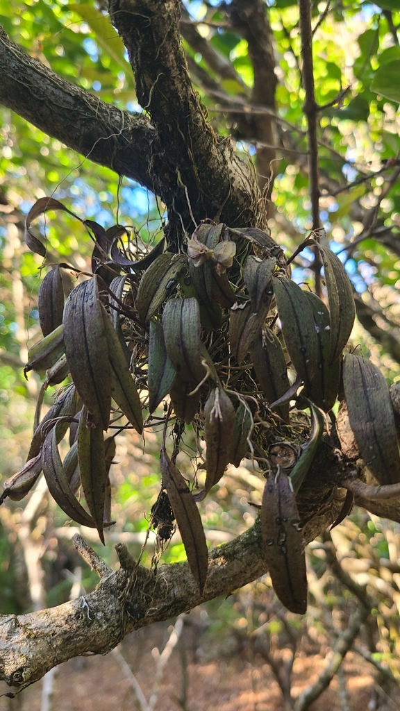 Acianthera unguicallosa