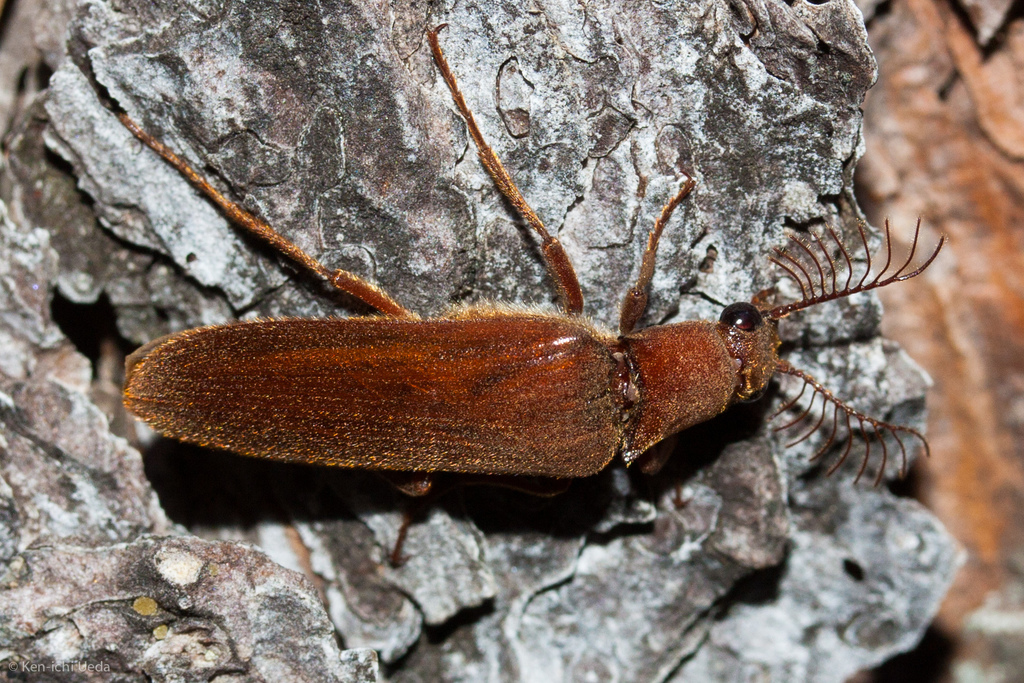 Arboreal Click Beetles