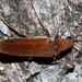 Arboreal Click Beetles - Photo (c) Ken-ichi Ueda, some rights reserved (CC BY)