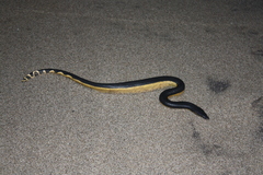 Hydrophis platurus