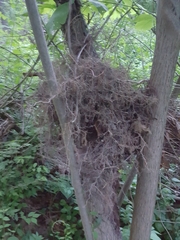 Thryothorus ludovicianus