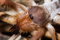Eremobatidae