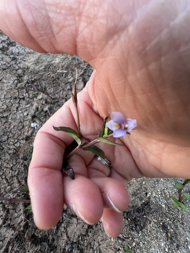Lindernia anagallis iNat (3)