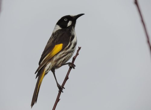 New Holland Honeyeater, photo 2 of 7