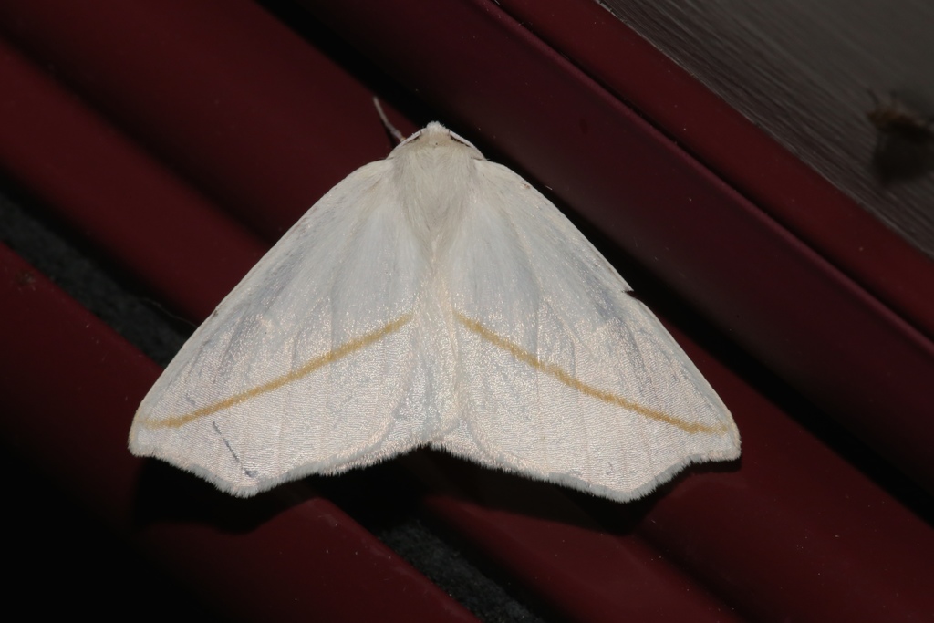 White Slant-line Moth