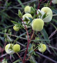 Calceolaria hyssopifolia