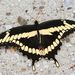 Eastern Giant Swallowtail - Photo (c) Brian Peterson, some rights reserved (CC BY-NC-ND)