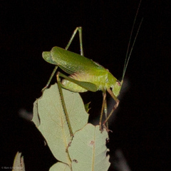 Platylyra californica