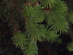 Pseudotsuga