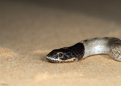 False Smooth Snake photo 2