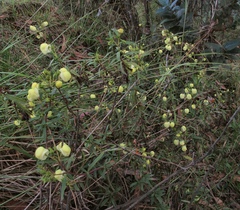 Calceolaria hyssopifolia