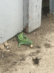 Lacerta agilis
