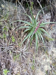 Tillandsia incarnata