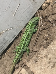 Lacerta agilis