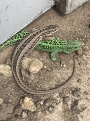 Lacerta agilis