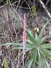 Tillandsia incarnata