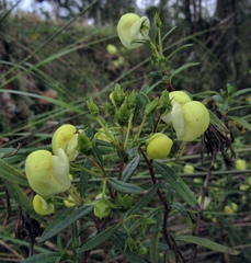 Calceolaria hyssopifolia