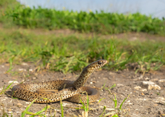 Large Whip Snake photo 2