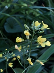 Brassica rapa