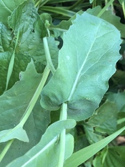 Brassica rapa